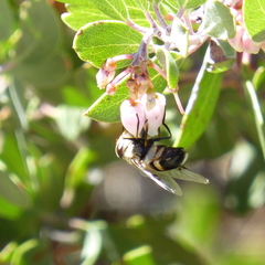 Copestylum apiciferum