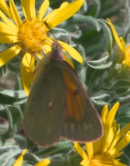 Colias meadii