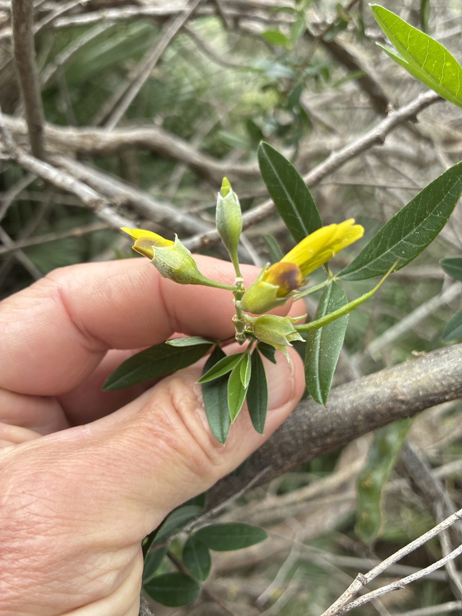 Mediterranean Stinkbush (Anagyris foetida)