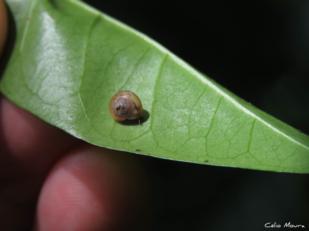 Helicina schereri