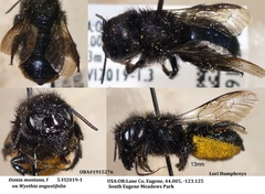 Osmia montana