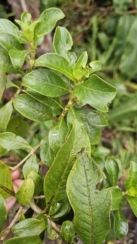 Coprosma ochracea observed 2026-03-22