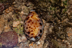 Lyncina lynx