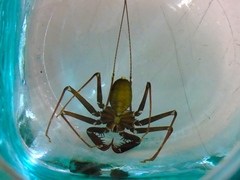 Acanthophrynus coronatus