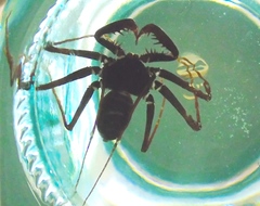 Acanthophrynus coronatus