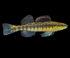 Eastern Blackbanded Darter photo 2