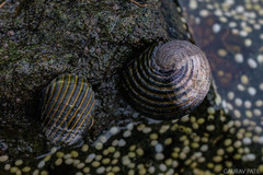 Nerita costata
