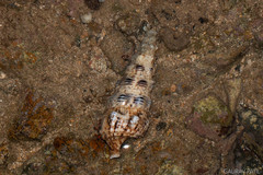 Thiaridae