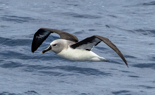 Thalassarche chrysostoma, 2026-03-22