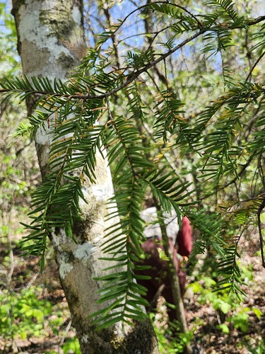 Florida yew