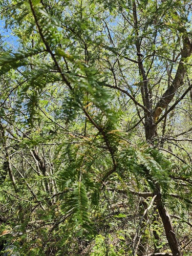 Taxus floridana, photograph 6