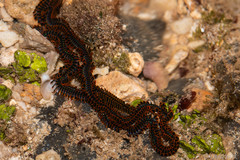 Phyllodocidae