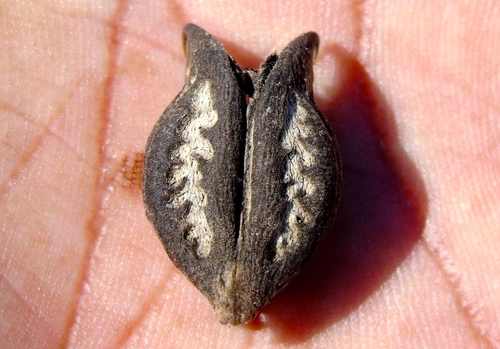 Cat's Claw