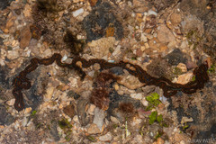 Phyllodocidae