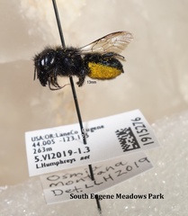 Osmia montana