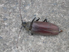 Xixuthrus microcerus