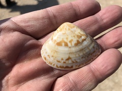 Macridiscus aequilatera