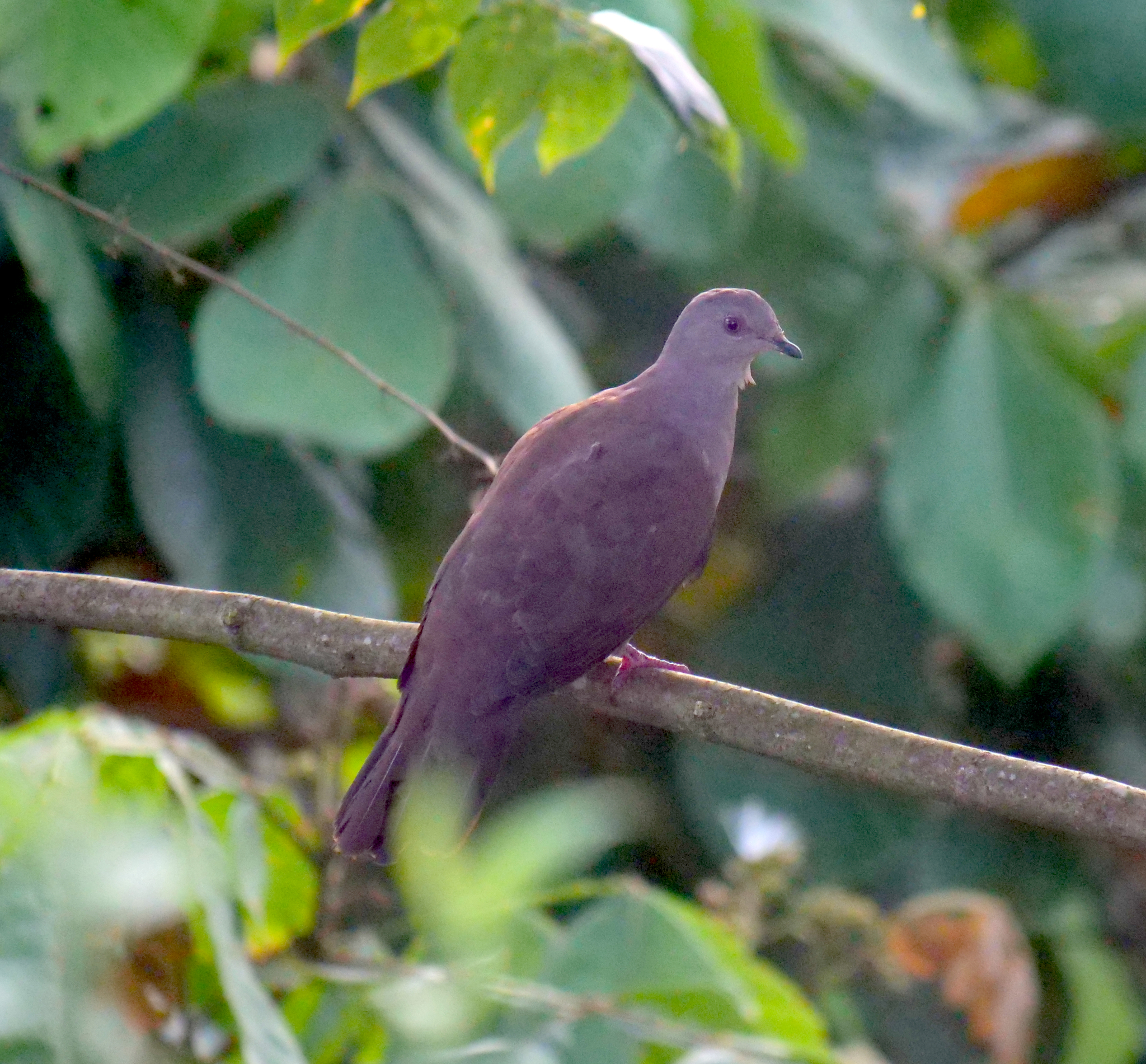 Ruddy Pigeon (Patagioenas subvinacea), photo 5