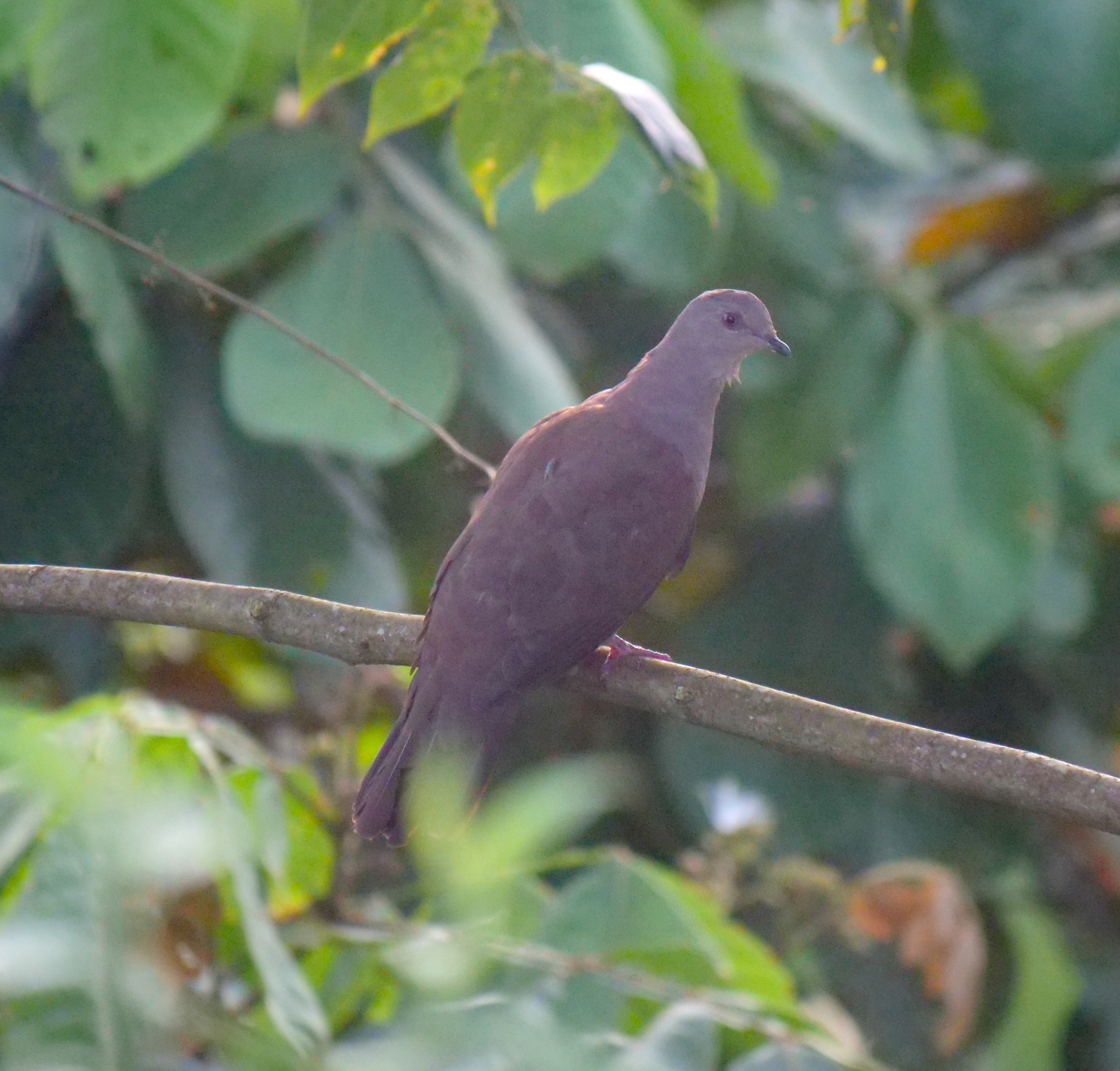 Ruddy Pigeon (Patagioenas subvinacea), photo 6