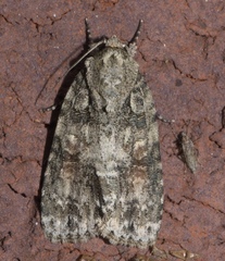 Acronicta ovata