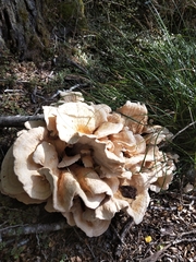 Bondarzewia kirkii