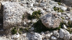 Selaginella eremophila