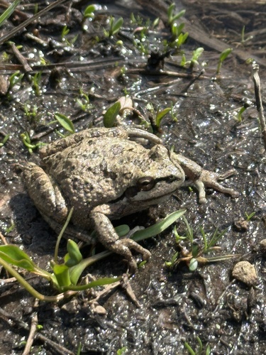 iNaturalist observation photo of Pacific chorus frog