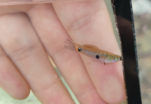 Para molly (Poecilia parae) — Poeciliidae — 2