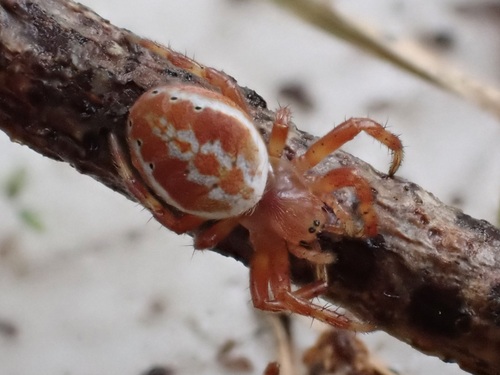 Photo of Six-spotted Orbweaver (Araniella displicata)