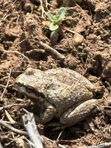 iNaturalist observation photo of Pacific chorus frog