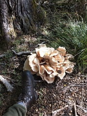 Bondarzewia kirkii