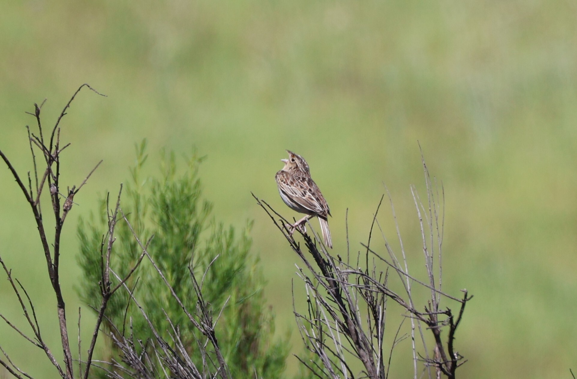 Grasshopper Sparrow (Ammodramus savannarum), photo 10