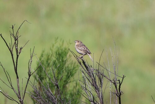 Grasshopper Sparrow (Ammodramus savannarum), photo 5
