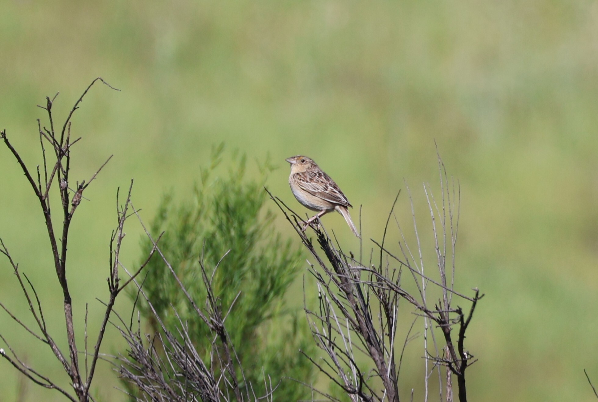 Grasshopper Sparrow (Ammodramus savannarum), photo 5