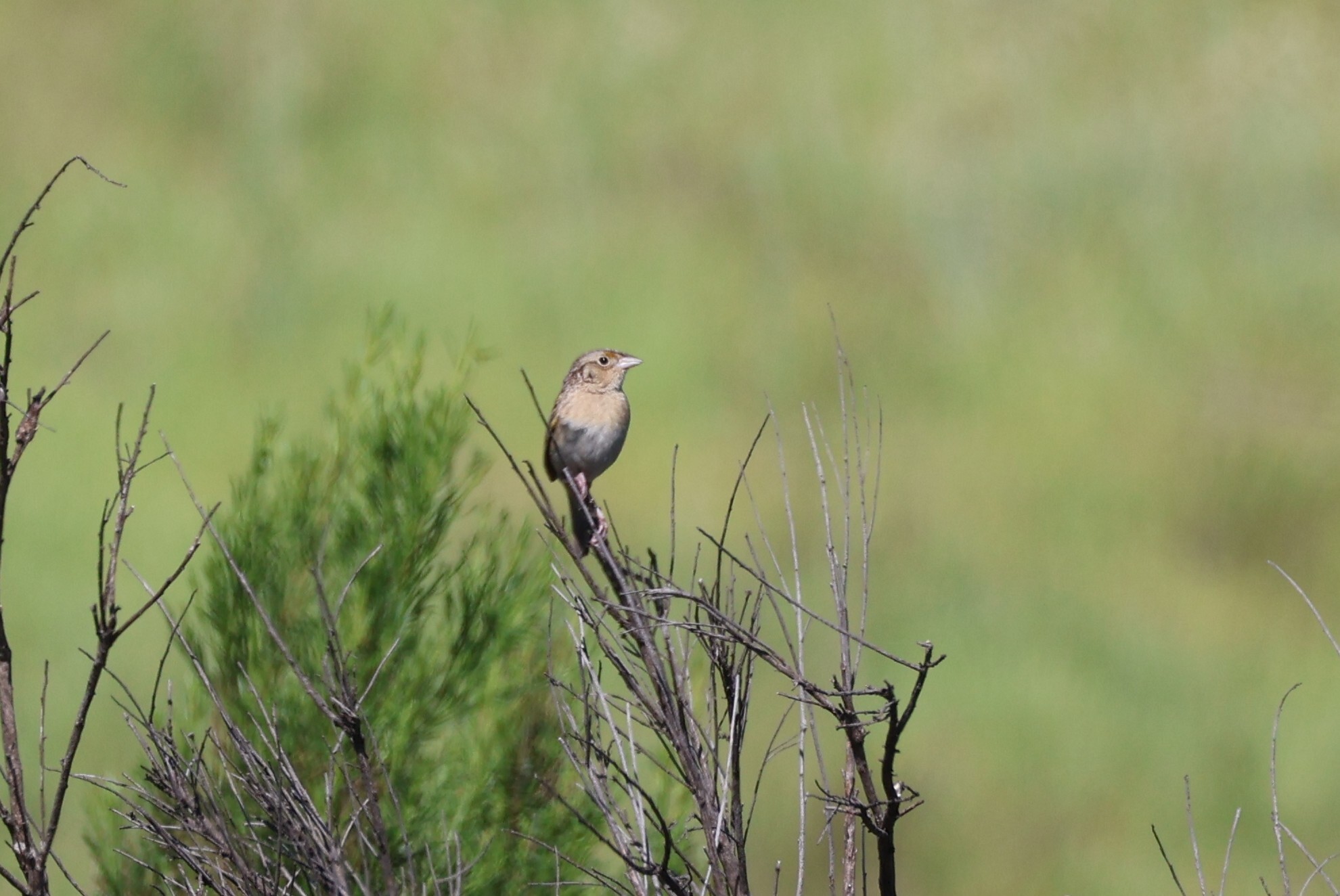 Grasshopper Sparrow (Ammodramus savannarum), photo 4