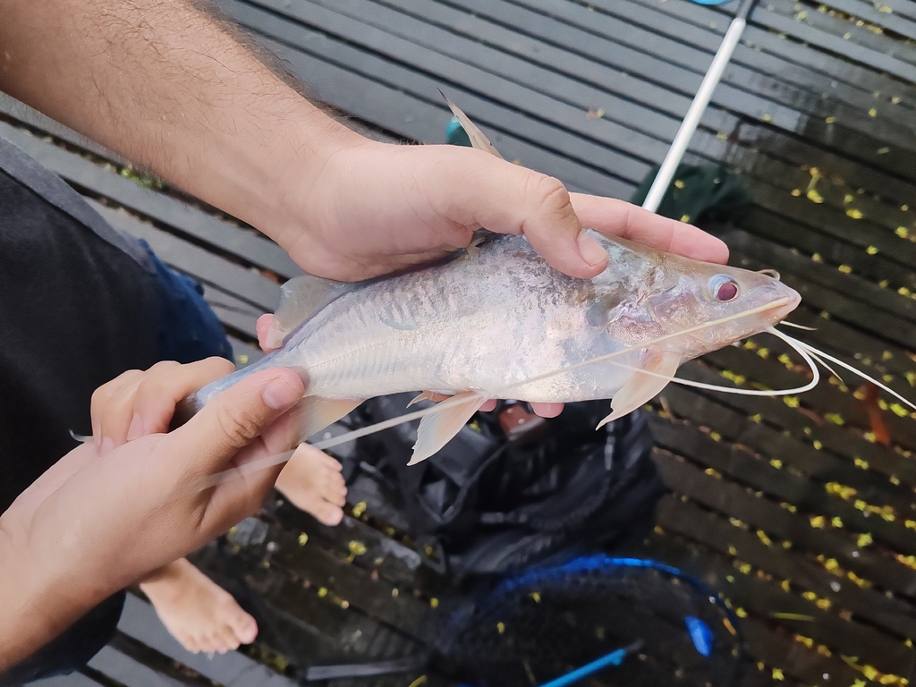 Bloch's catfish (Pimelodus blochii) — Pimelodidae
