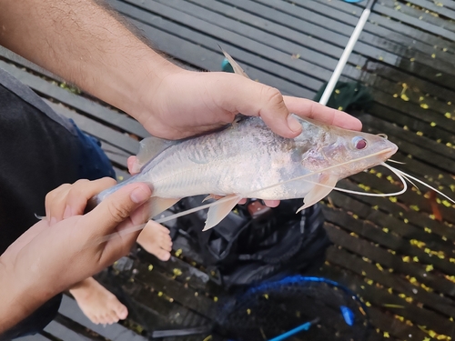 Bloch's catfish (Pimelodus blochii) — Pimelodidae