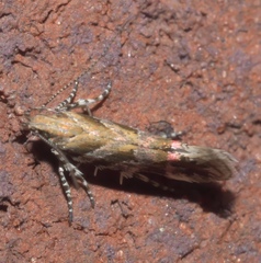 Aristotelia lespedezae