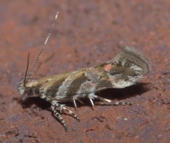Aristotelia lespedezae