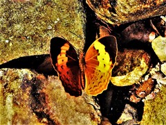 Cupha erymanthis