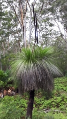 Xanthorrhoea malacophylla