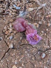 Senecio varicosus