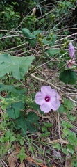 Ipomoea bonariensis