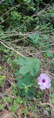 (c) Germinando Nativas, some rights reserved (CC BY) Ipomoea bonariensis, photograph (c) Germinando Nativas, some rights reserved (CC BY)