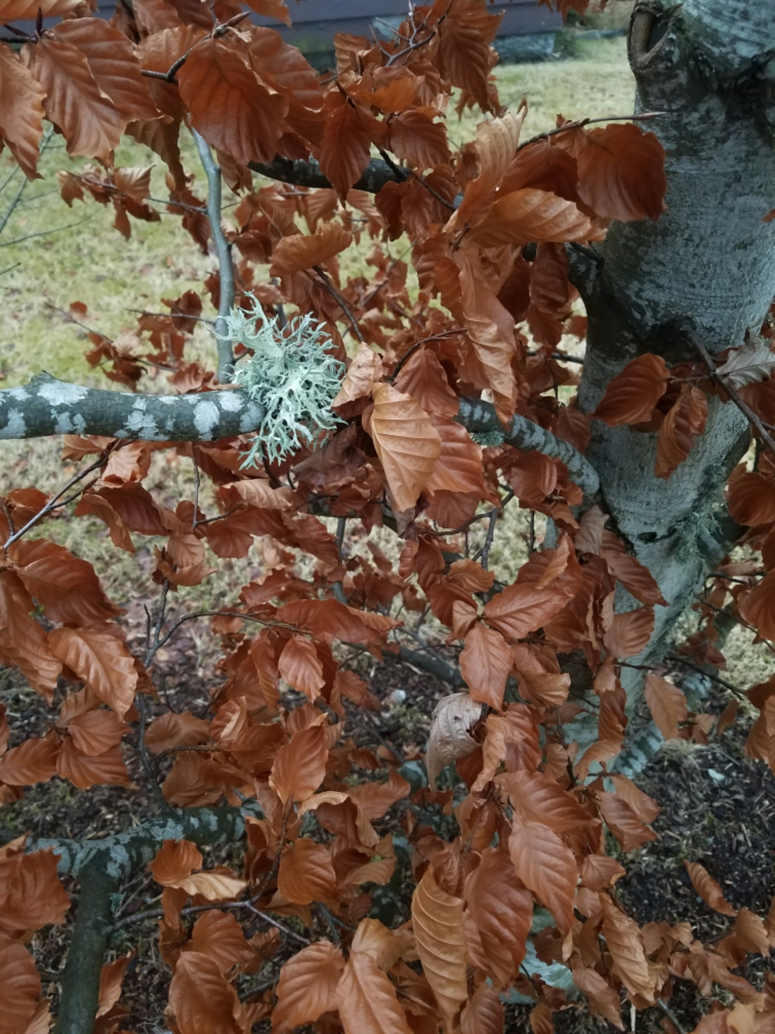 Evernia prunastri image