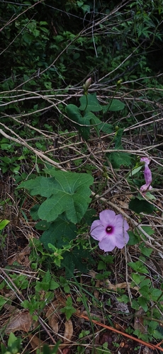 Ipomoea bonariensis, photograph 3