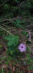 (c) Germinando Nativas, some rights reserved (CC BY) Ipomoea bonariensis, photograph (c) Germinando Nativas, some rights reserved (CC BY)