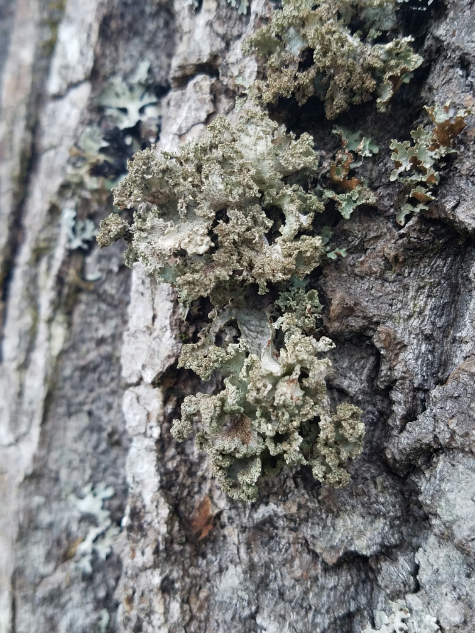 Platismatia glauca image