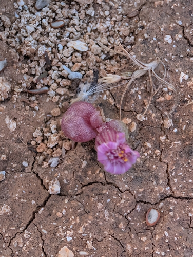 Senecio varicosus, photograph 3
