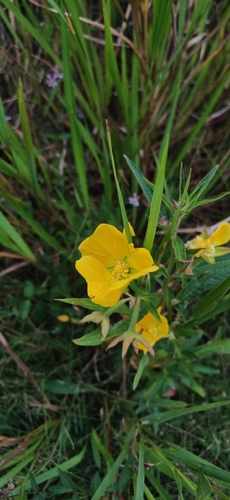 Carolina primrose-willow (Ludwigia bonariensis)